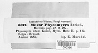 Phycomyces nitens image